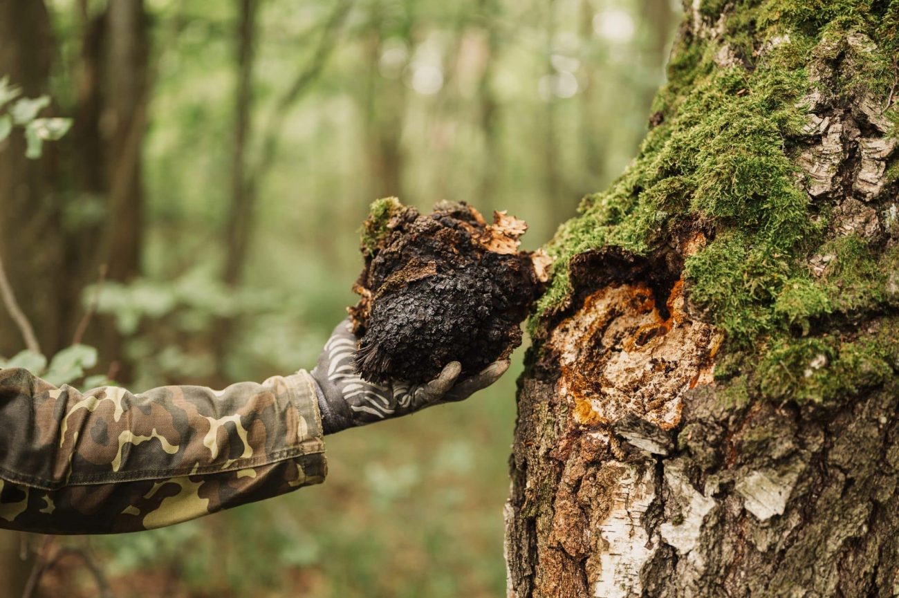 Chaga